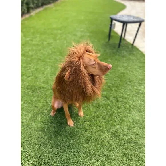Dog Halloween Costume Wizard of Oz Cowardly Lion's Mane Wig Medium - Picture 1 of 3